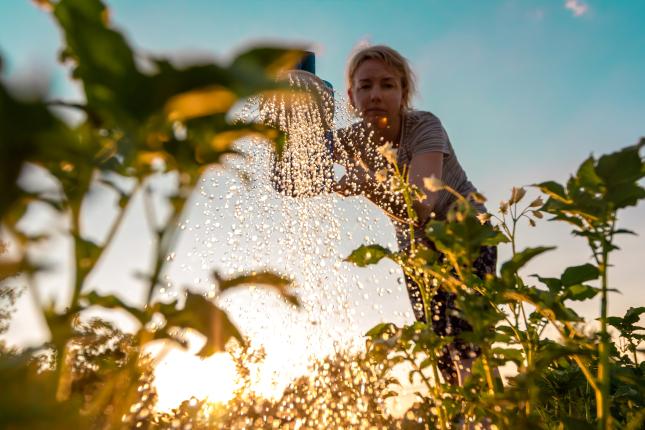 Woman watering crops.